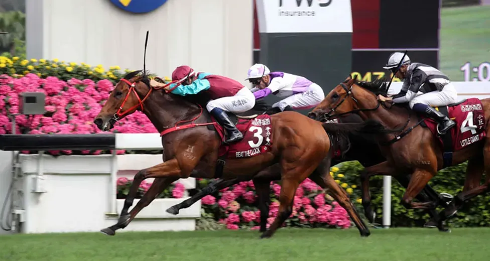 金山娛樂 賽馬運動體育賽事